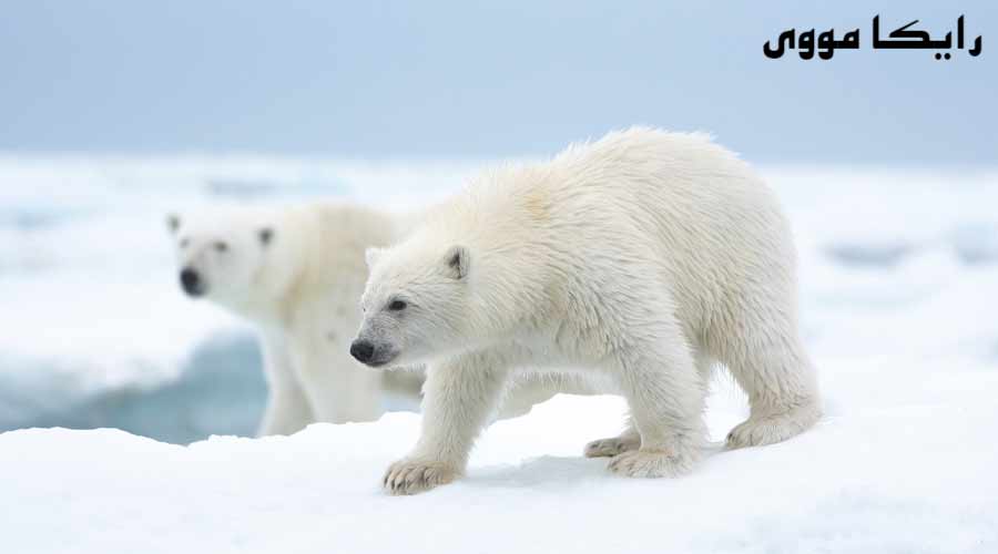 دانلود مستند Polar Bear 2022 خرس قطبی