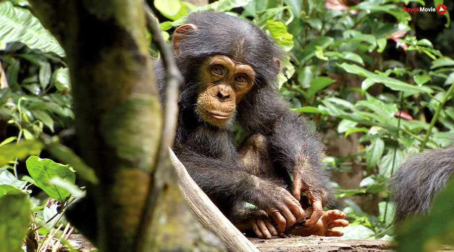 دانلود مستند Chimpanzee 2012 شامپانزه