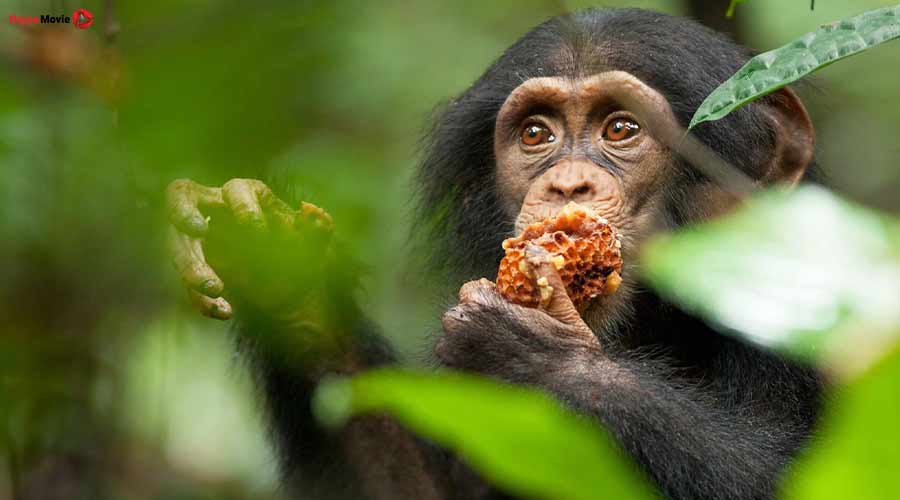 دانلود مستند Chimpanzee 2012 شامپانزه