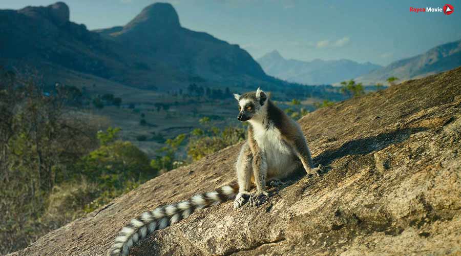 دانلود مستند Island of Lemurs: Madagascar 2014 جزیره ی میمون‌ها: ماداگاسکار