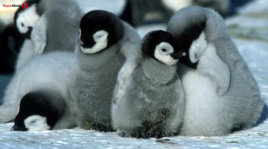 دانلود مستند March of the Penguins 2005 رژه پنگوئن ها
