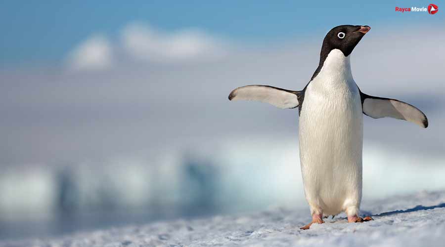 دانلود مستند Penguins 2019 پنگوئن ها