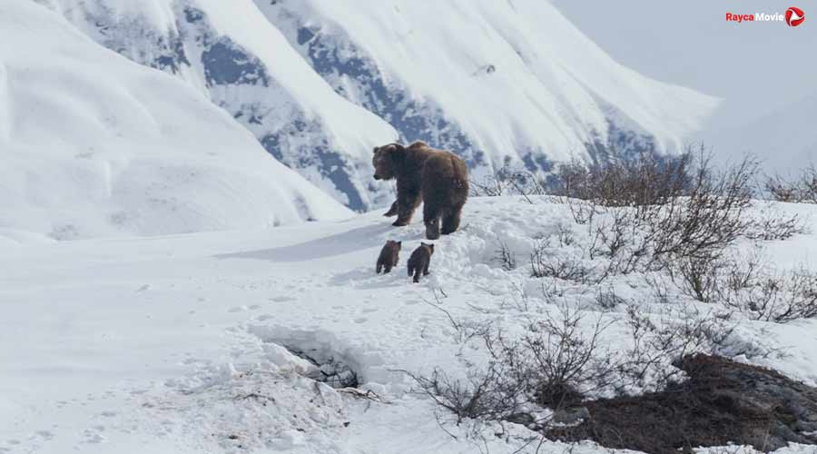 دانلود مستند Bears 2014 خرس ها