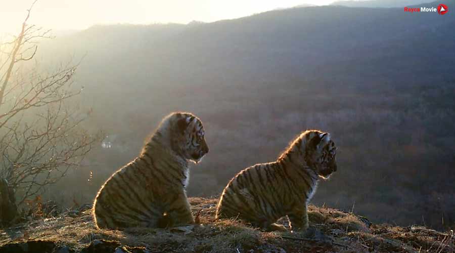 دانلود مستند russias wild tiger 2022 ببر وحشی روسیه