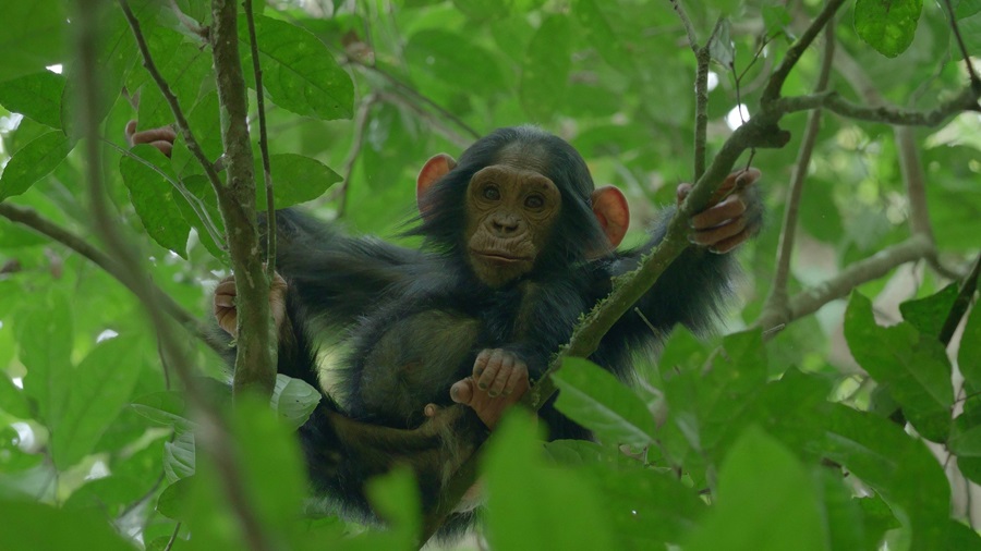 دانلود سریال امپراتوری شامپانزه ها Chimp Empire 2023